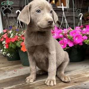Bella, Silver Labrador Retriever Puppy